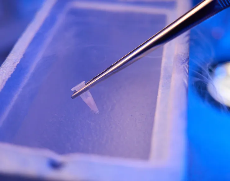 Understanding the Optimal Window for Egg Freezing