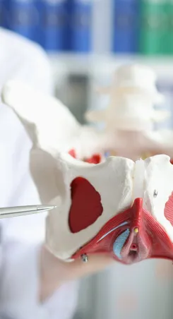 A doctor pointing to a anatomical model of the female pelvis in a clinical setting.