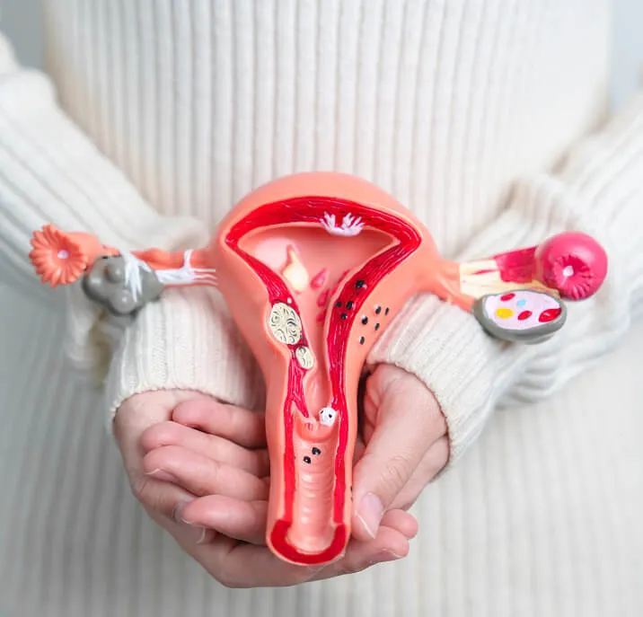 A person holding an anatomical model of the female reproductive system.